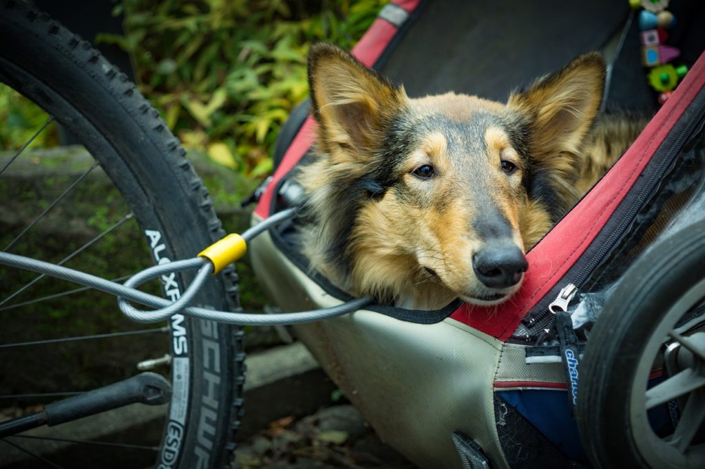 The Best Dog Bike Trailers