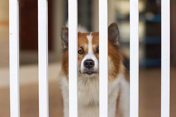 The Best Dog Gates